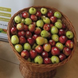 Jabłka Lubelskie